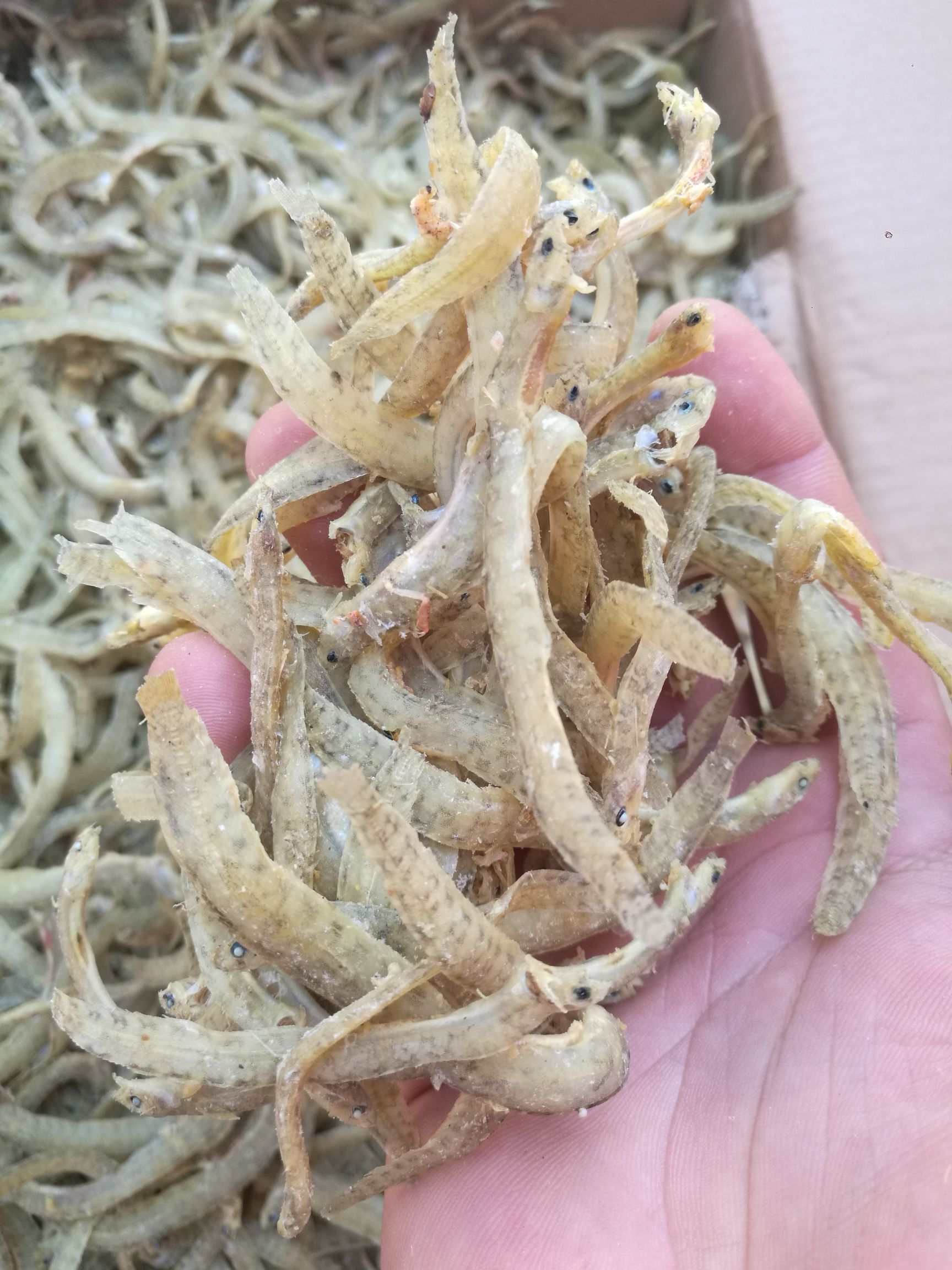 凤尾鱼干 凤尾鱼(海泥秋)大量加工上市有需要的联系