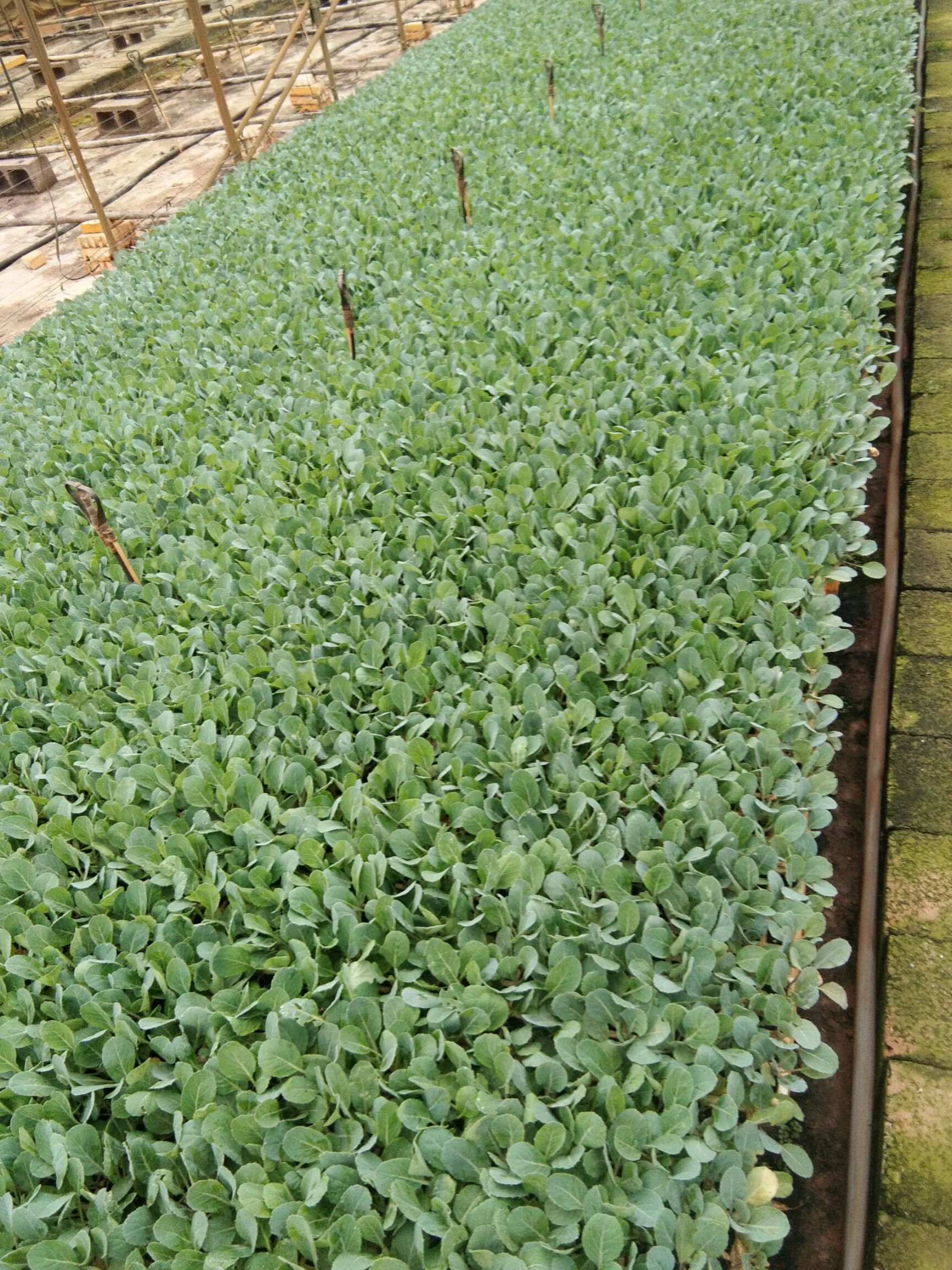 白菜苗 通海县四街镇,好又来苗厂,各种菜苗