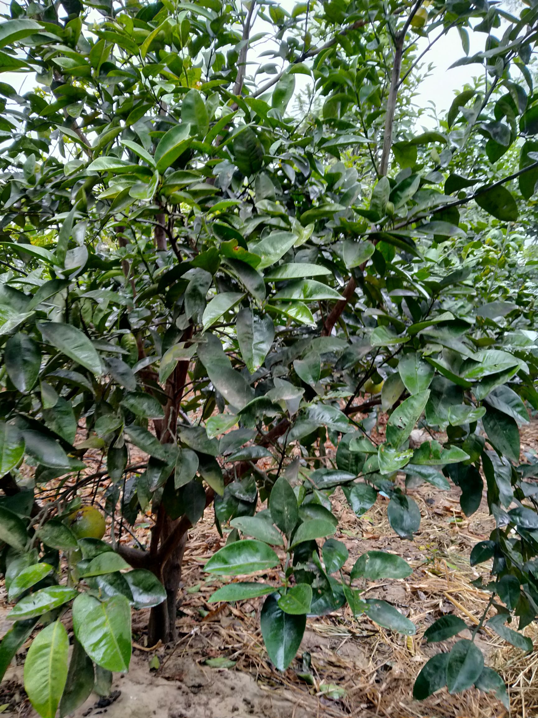 正宗商洲枳壳挂果大树