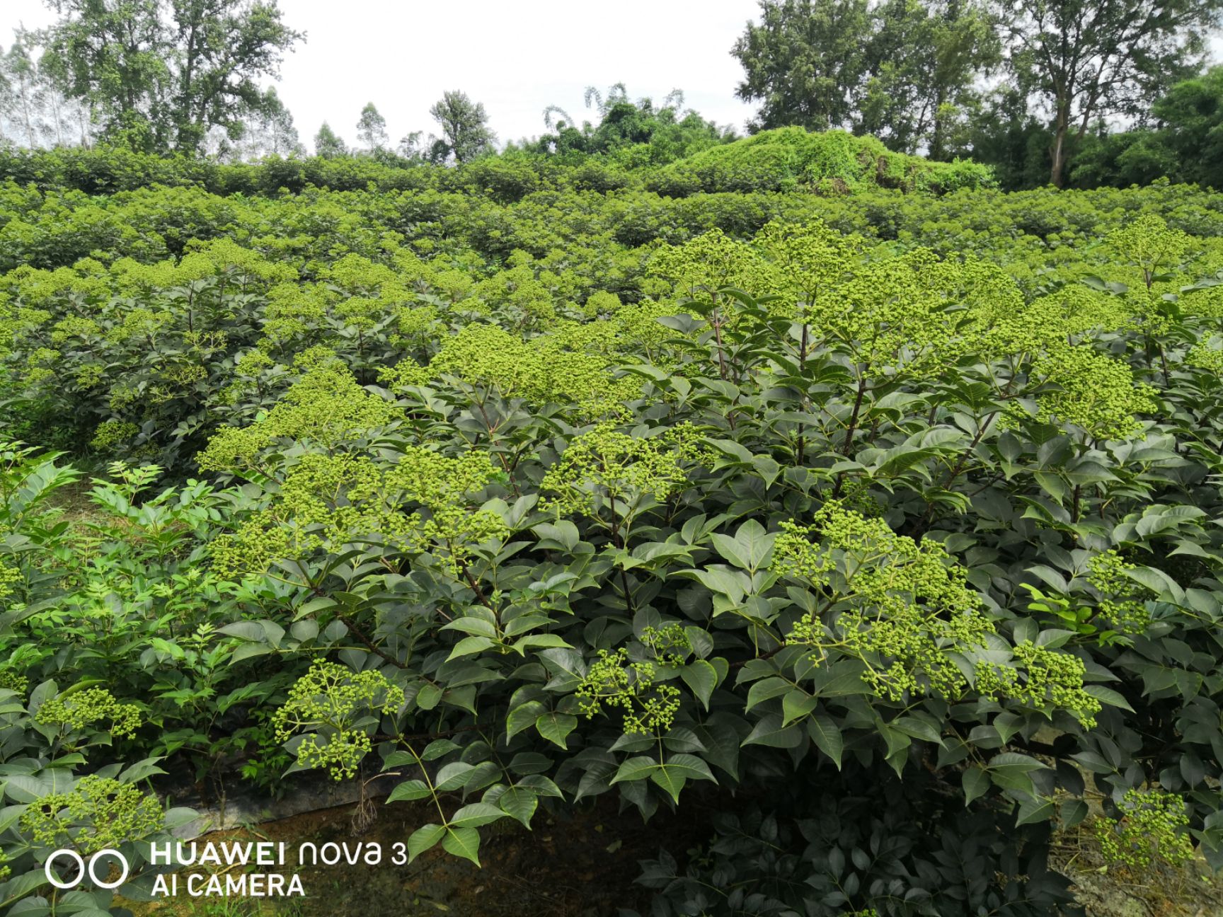 中花吴茱萸