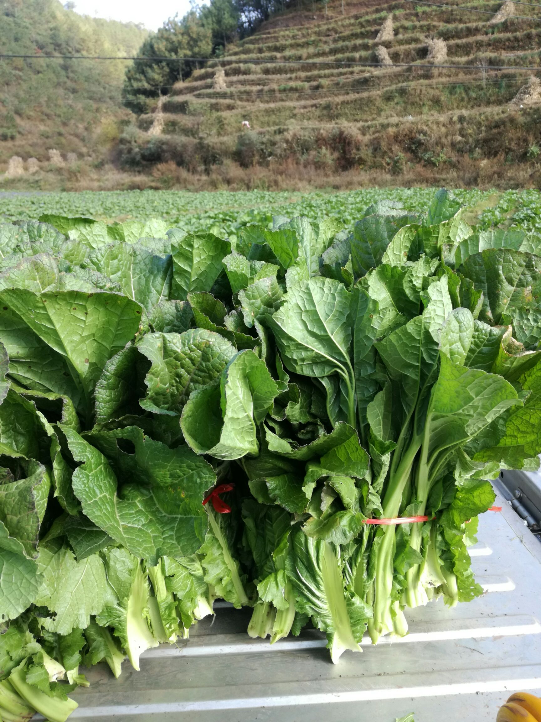 贵州省毕节市威宁彝族回族苗族自治县青菜头 大叶青菜(牛皮菜)