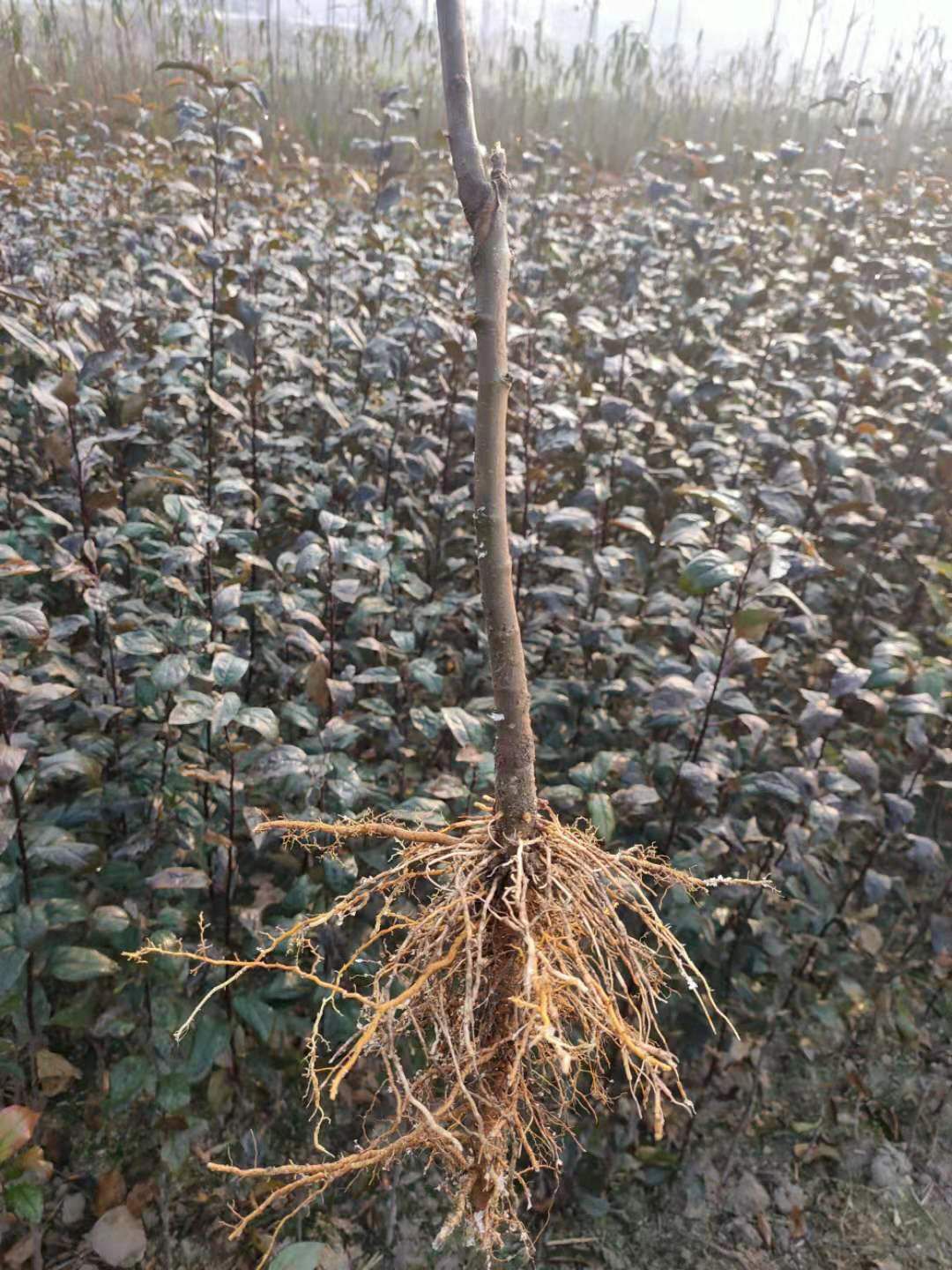 青森水蜜桃苹果苗 苹果树苗 一年苗 保证品种 假一罚十