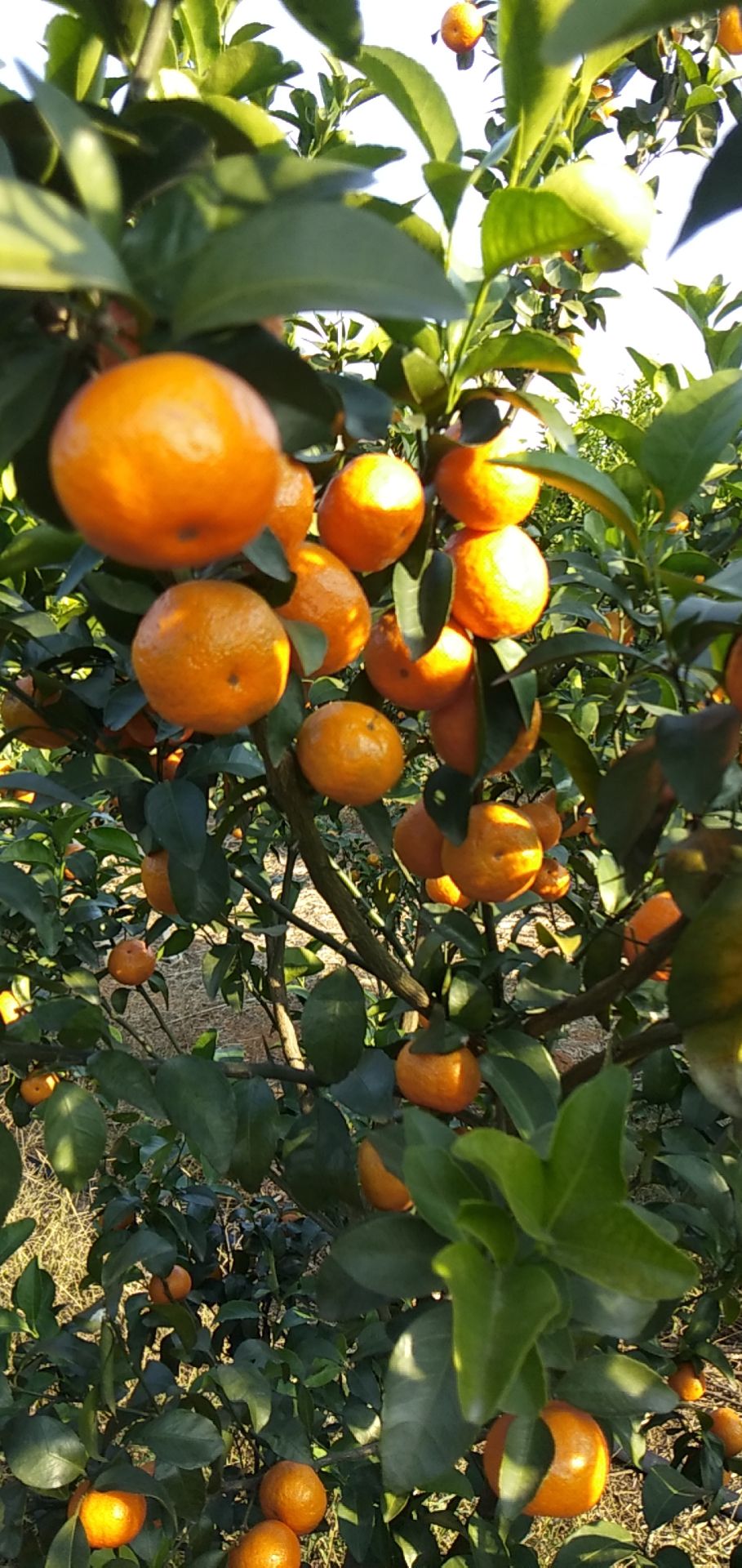 广西壮族自治区水果批发采购_广西壮族自治区水果供应