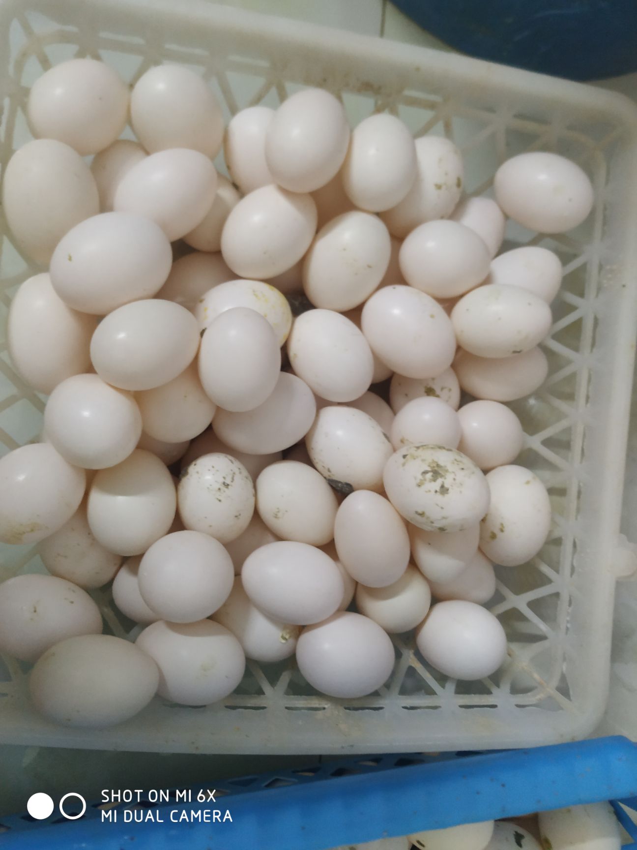 鸽子蛋,自家养殖