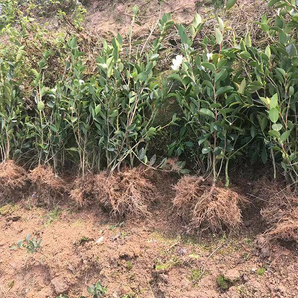 大果红花油茶 大红果 油茶籽苗 嫁接树苗 带原土 带叶子发货包成活包