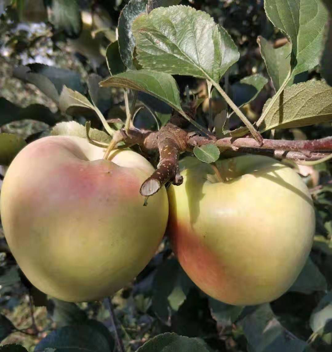 青森水蜜桃苹果苗 苹果树苗 一年苗 保证品种 假一罚十