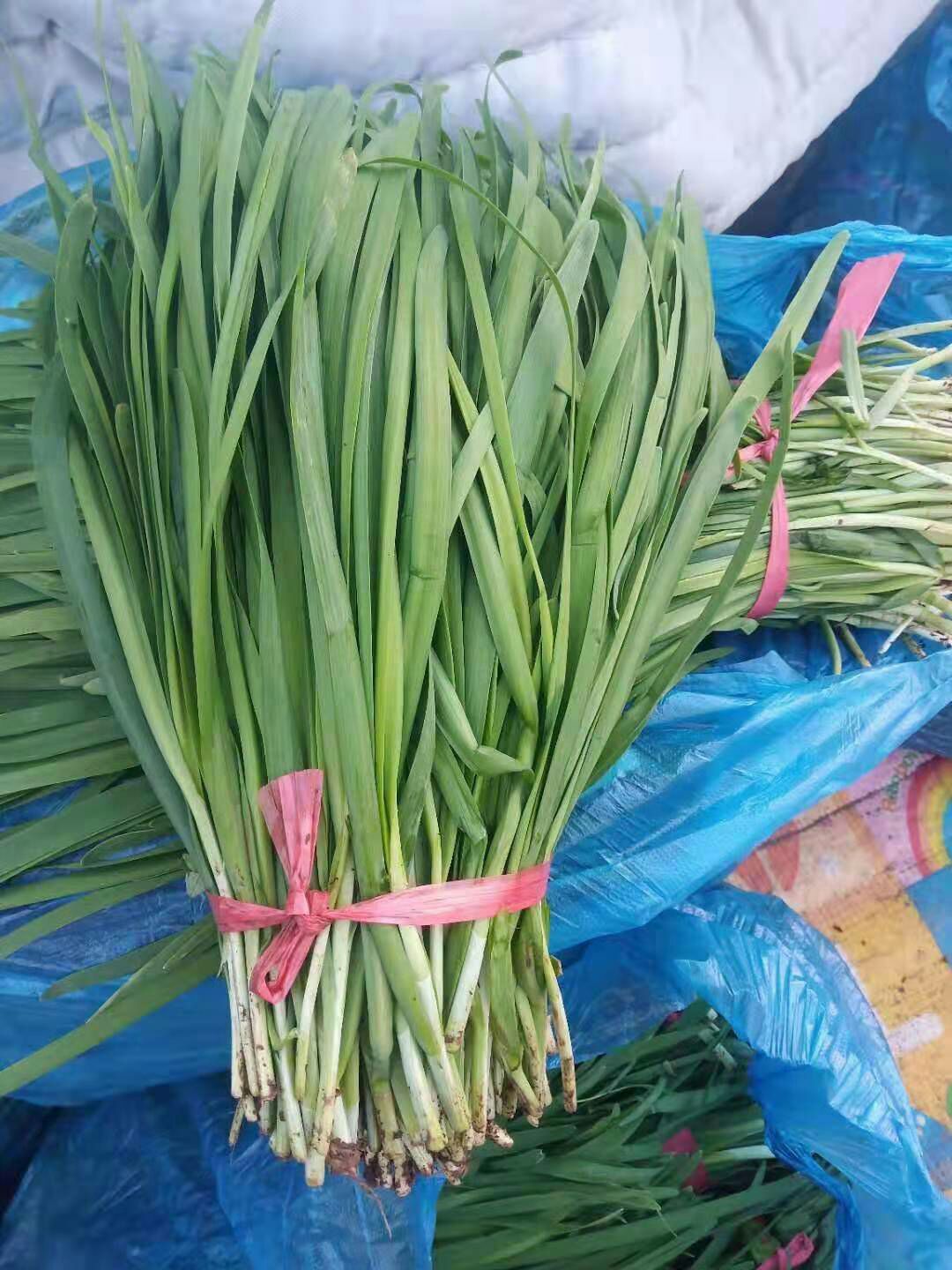 头刀新鲜韭菜出售,价格优惠!