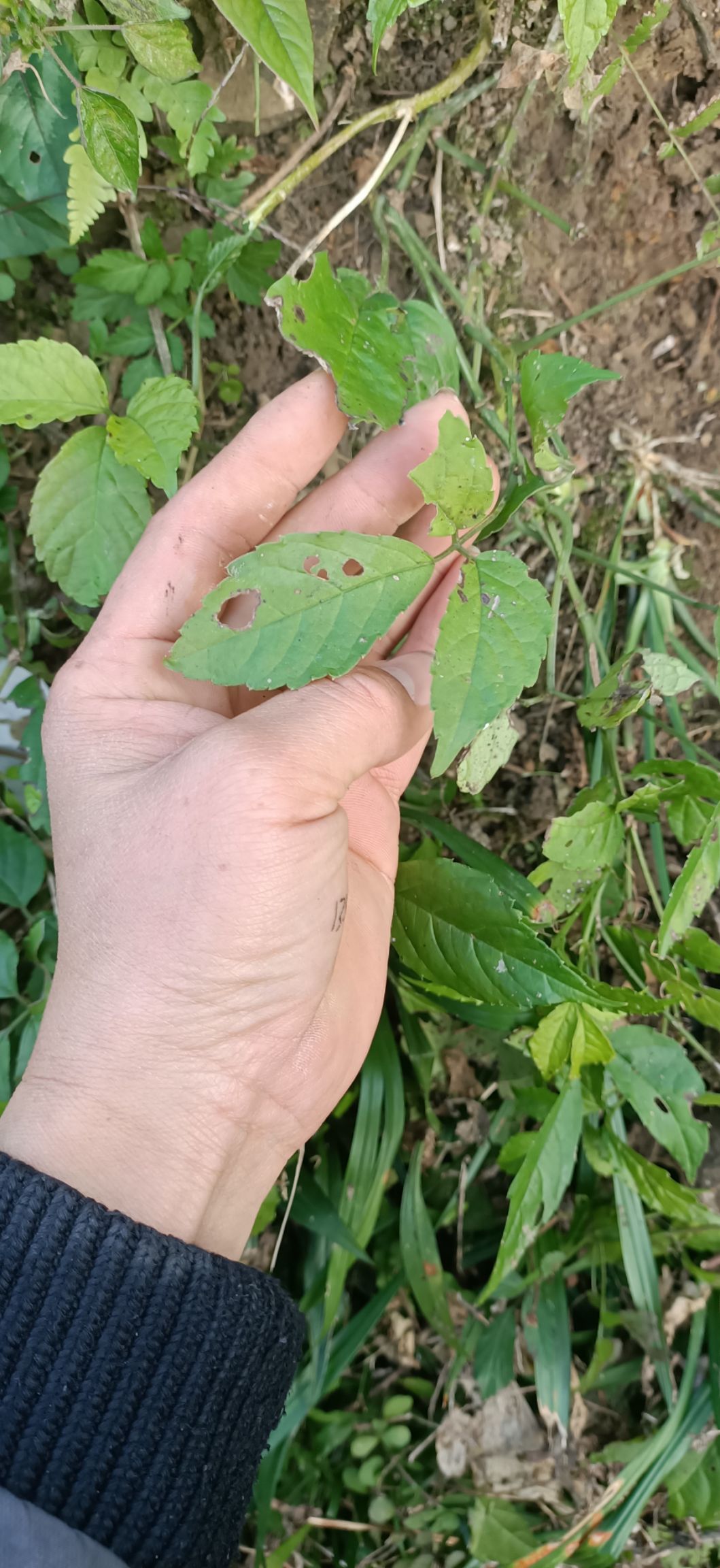 三叶青 野生三叶清