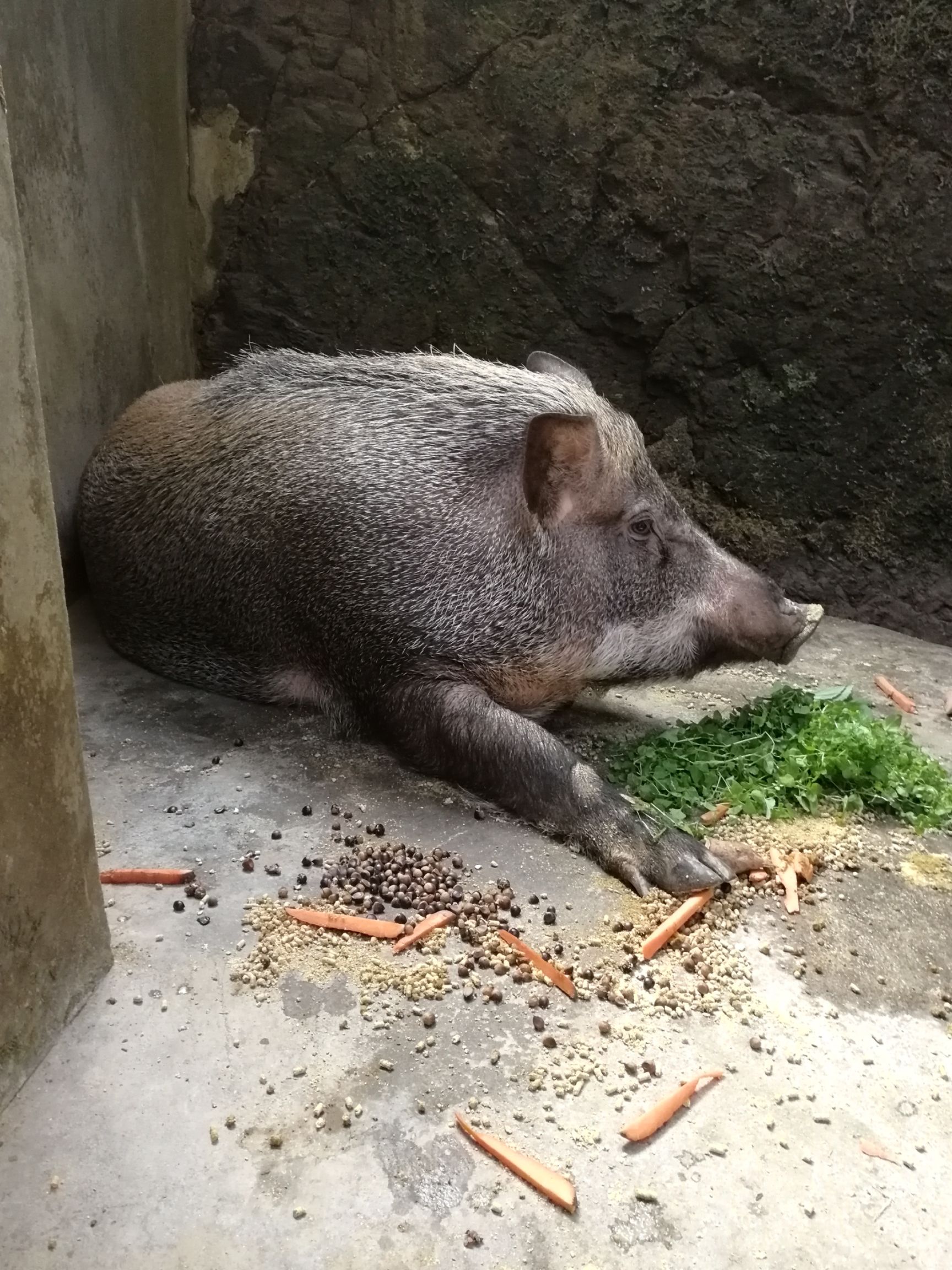 特种母野猪