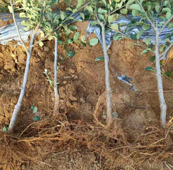 红肉苹果树苗 苹果嫁接苗红肉苹果苗红心苹果苗矮化苹果苗