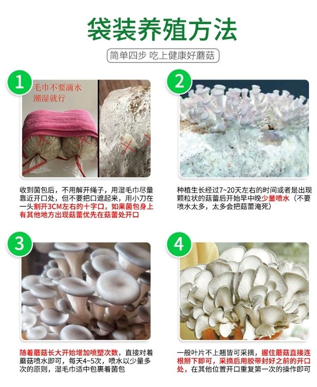 平菇菌种 家庭种植蘑菇,简单易学,无公害,循环采摘,开发孩子的好奇心