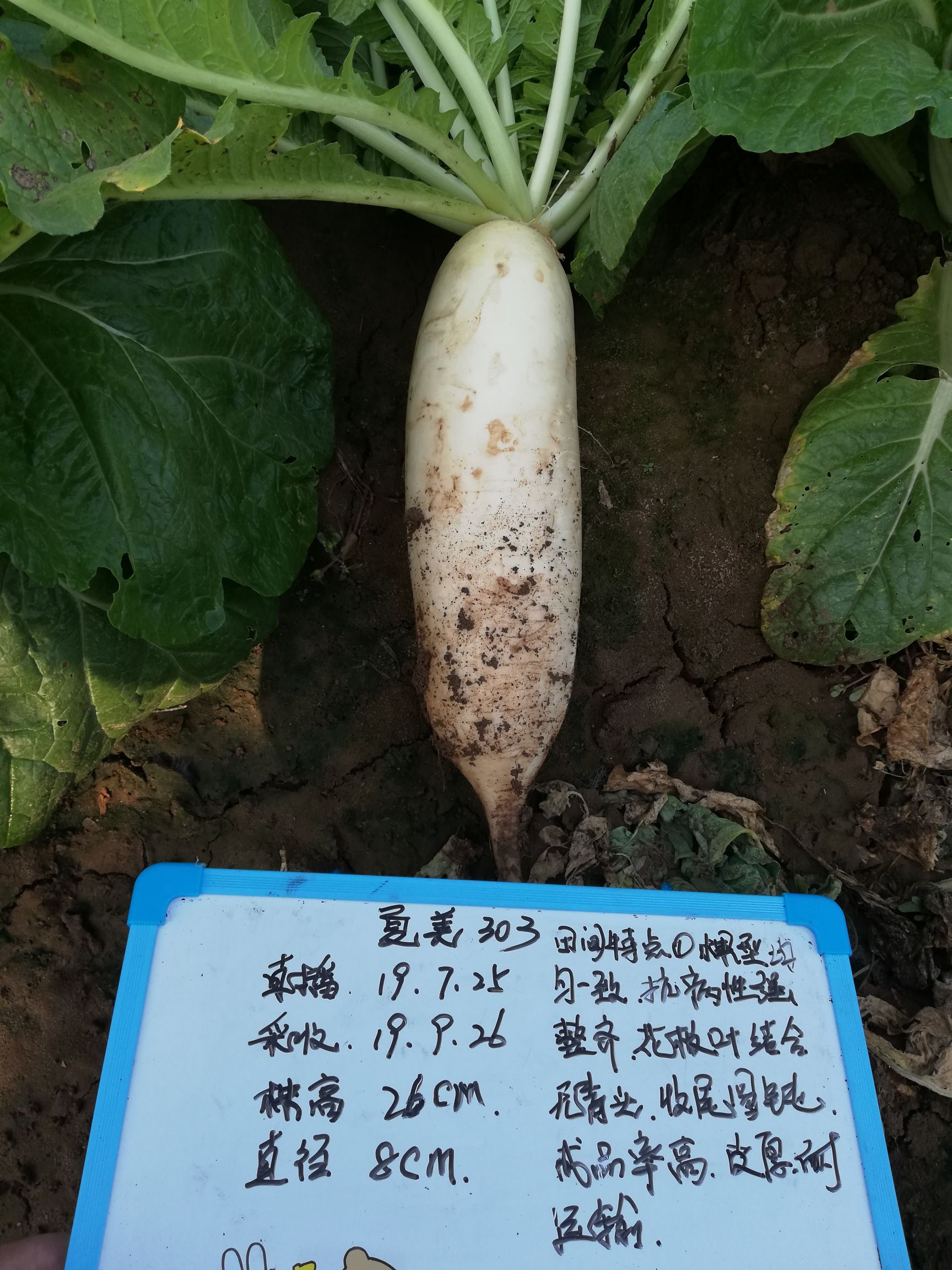 种子种苗  萝卜种子   商品详情 301改良升级白萝卜种子,花板叶结合