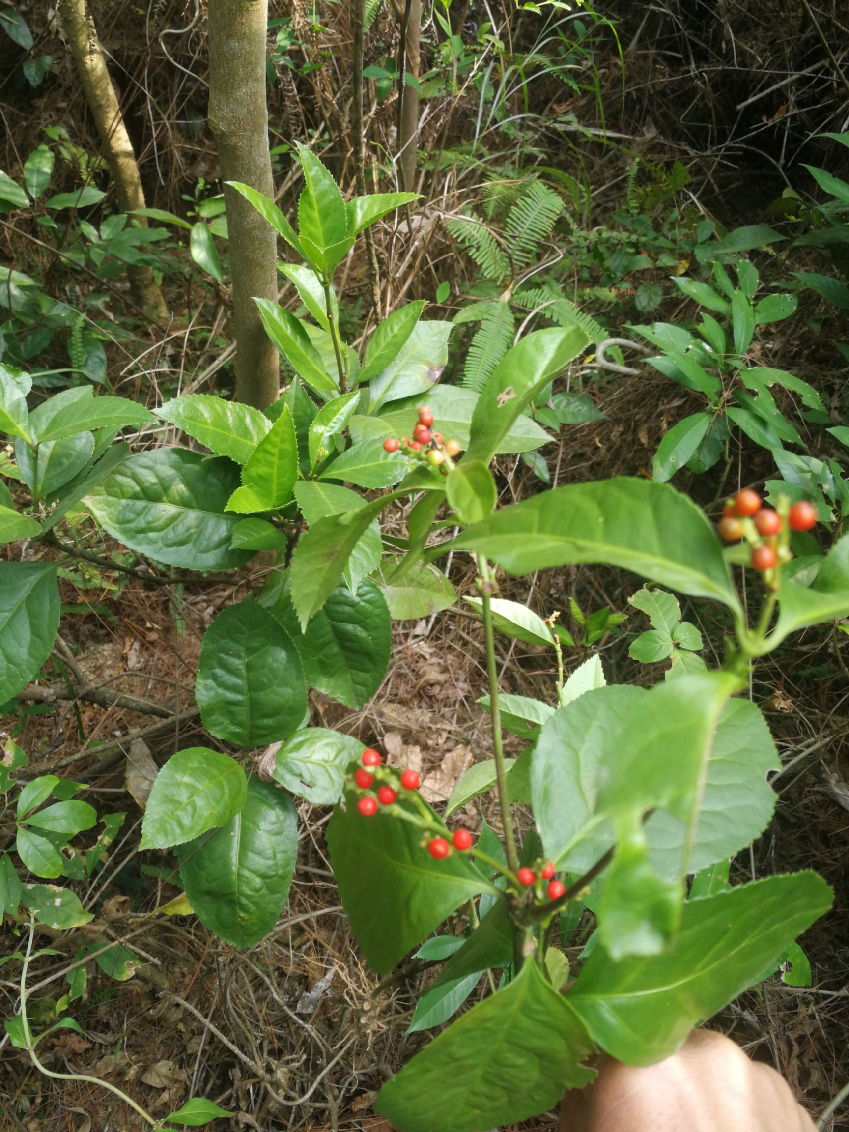 *生肿节风草珊瑚九节风接骨莲九节茶