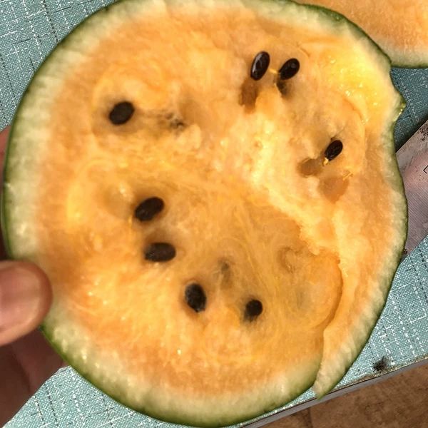 彩虹二号黄瓤西瓜种子 礼品型绿皮黄肉西瓜种子 单瓜5斤