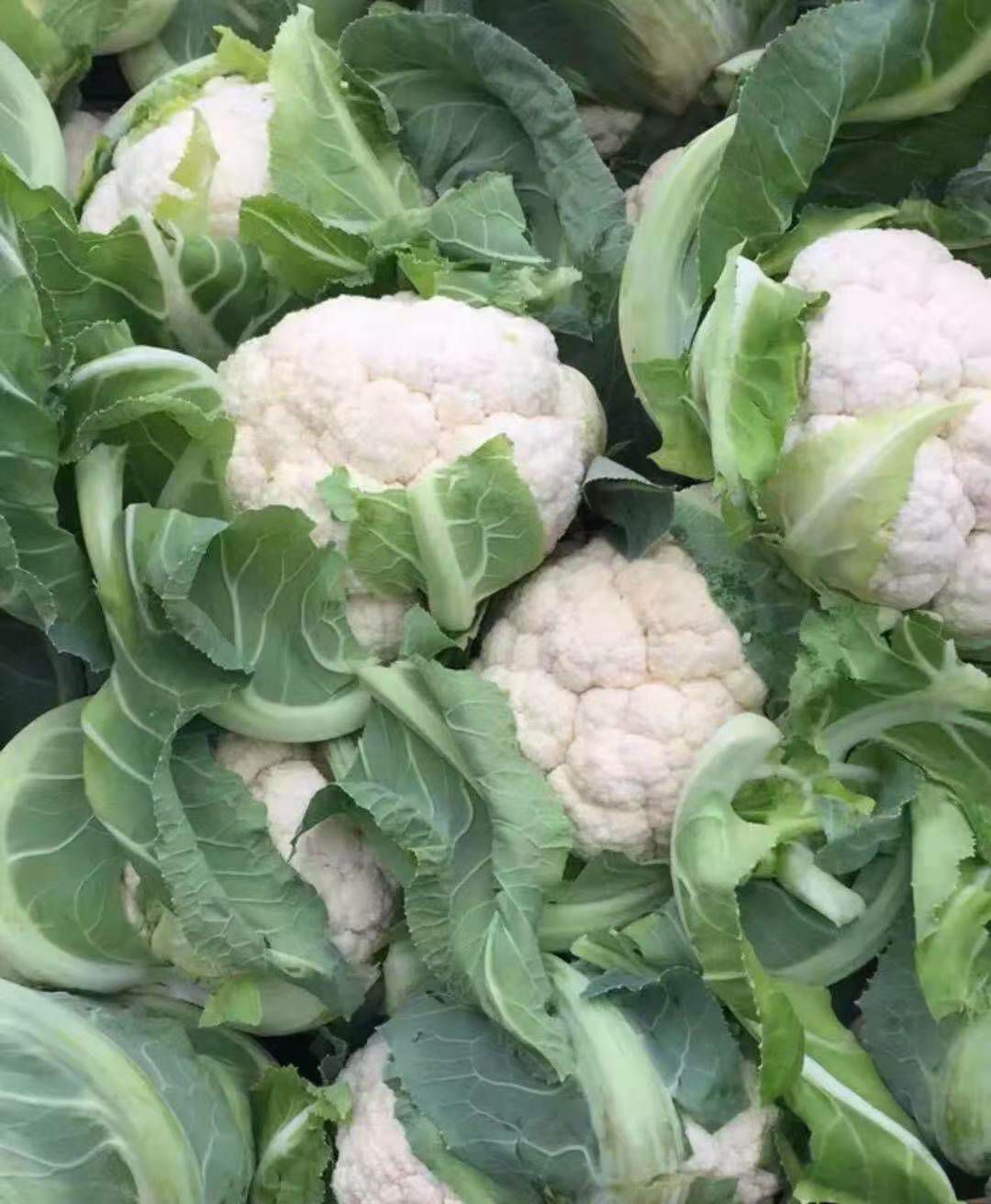 有机花菜 有机花,白花菜大量上市了