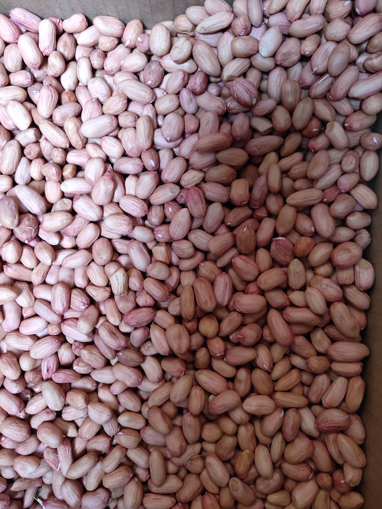 白沙1016花生种子 手工花生米,种子,鲁花,白沙米