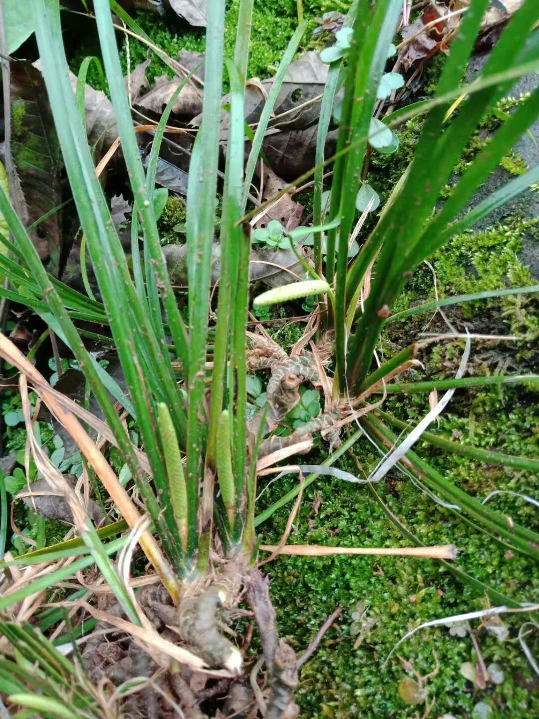 野生石菖蒲