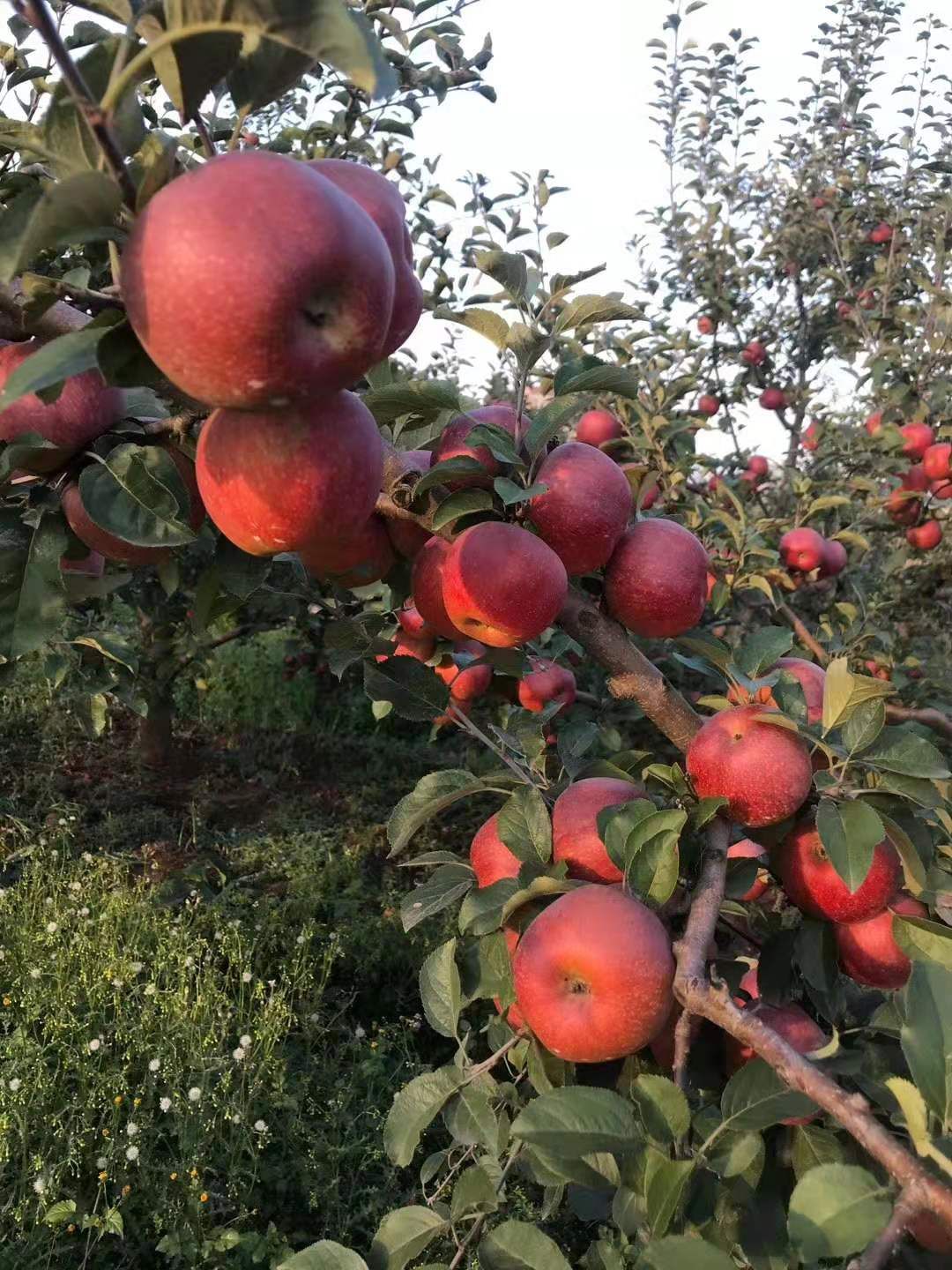 昭通市洒渔丑苹果