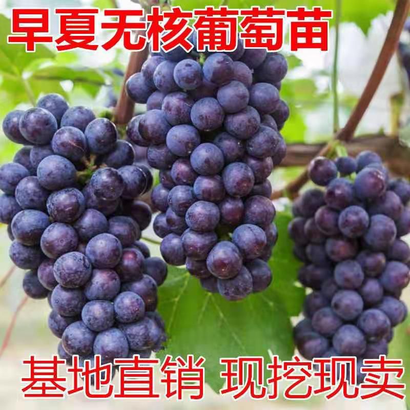 早夏无核葡萄苗,南北方适宜种植,基地直销三包发货