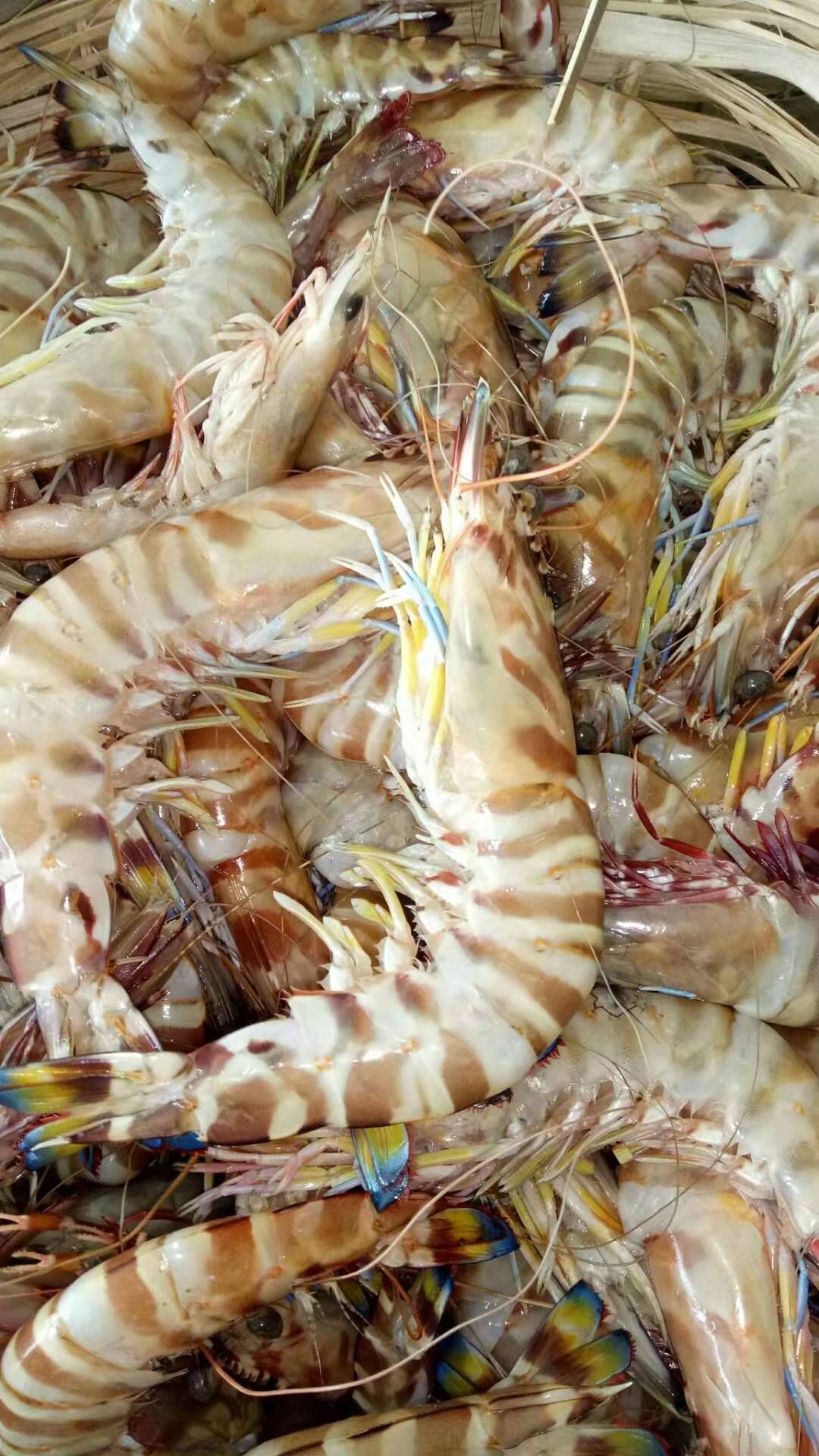 山东产，鲜冻皮皮虾，5斤装批发价格 山东威海 虾类-食品商务网