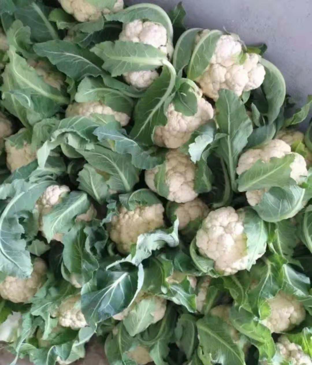 有机花菜 有机花,白花菜大量上市了