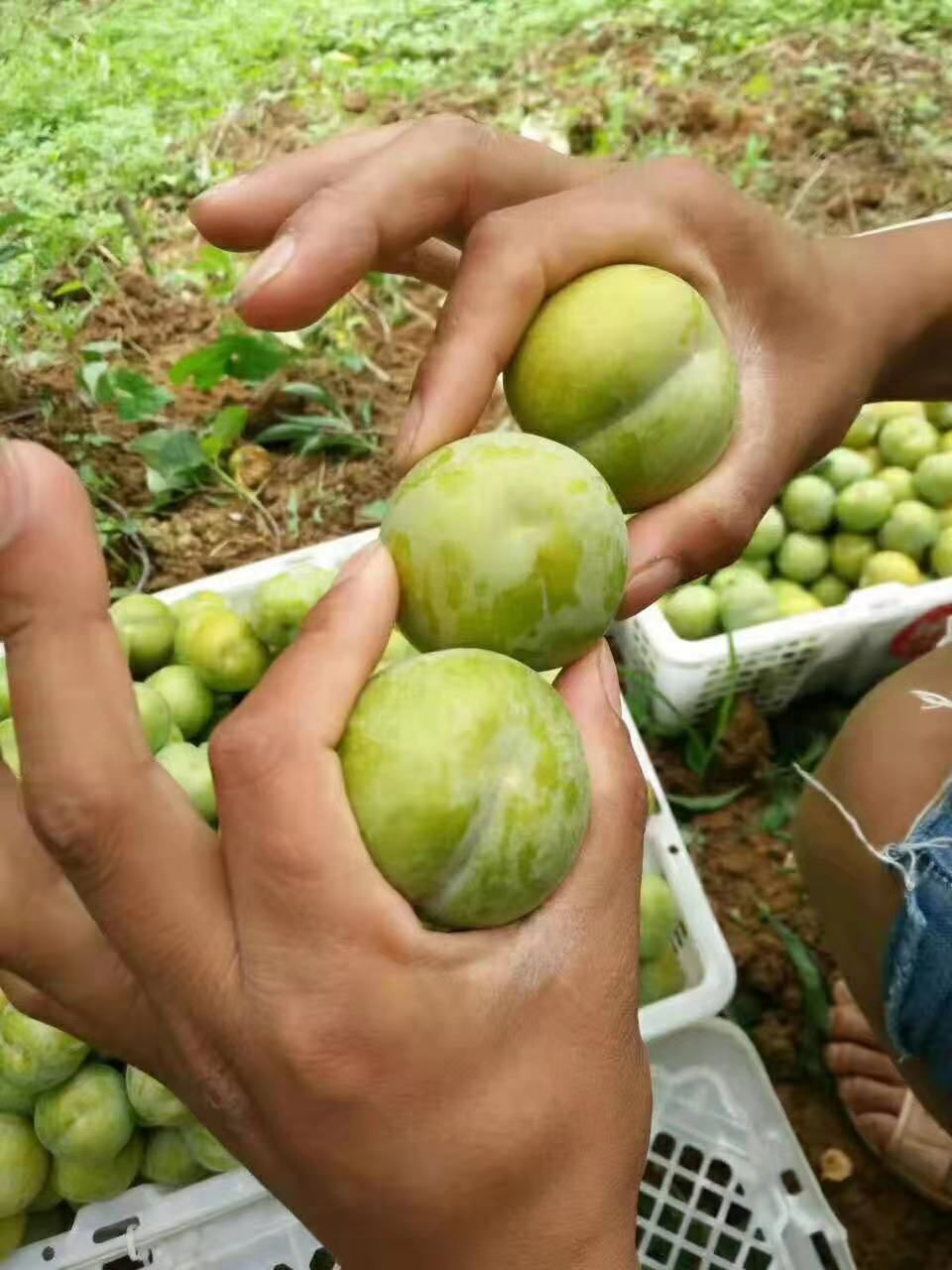 峰糖李子树苗二年苗黄金李子苗二年当年挂果