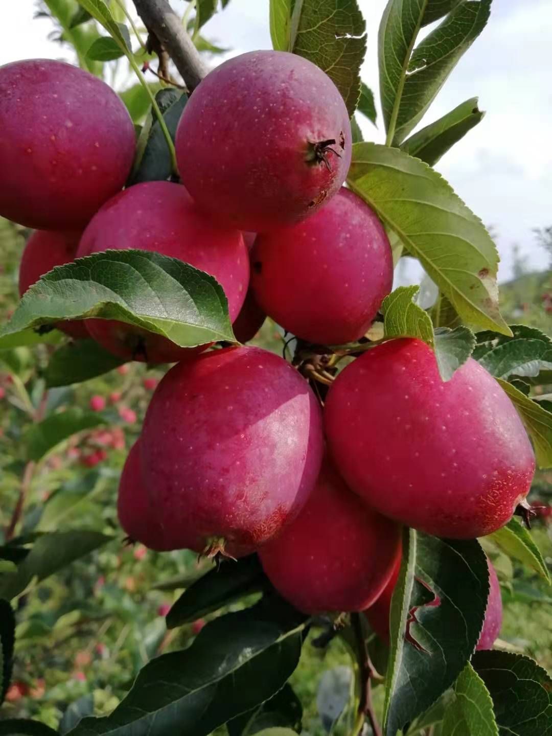 龙丰苹果苗 东北抗寒果苗零下四十度无冻害适合南北方种植批发零售