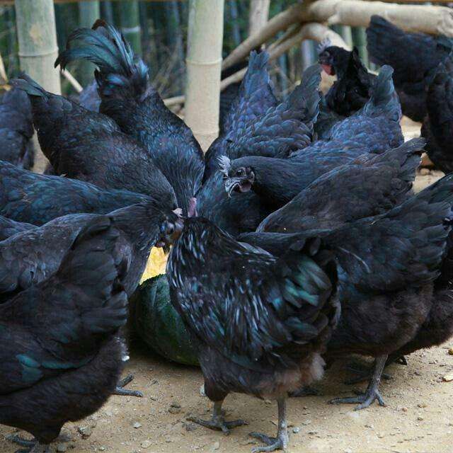 高产五黑绿壳蛋鸡苗 脱温鸡 出壳苗 包运输包疫苗