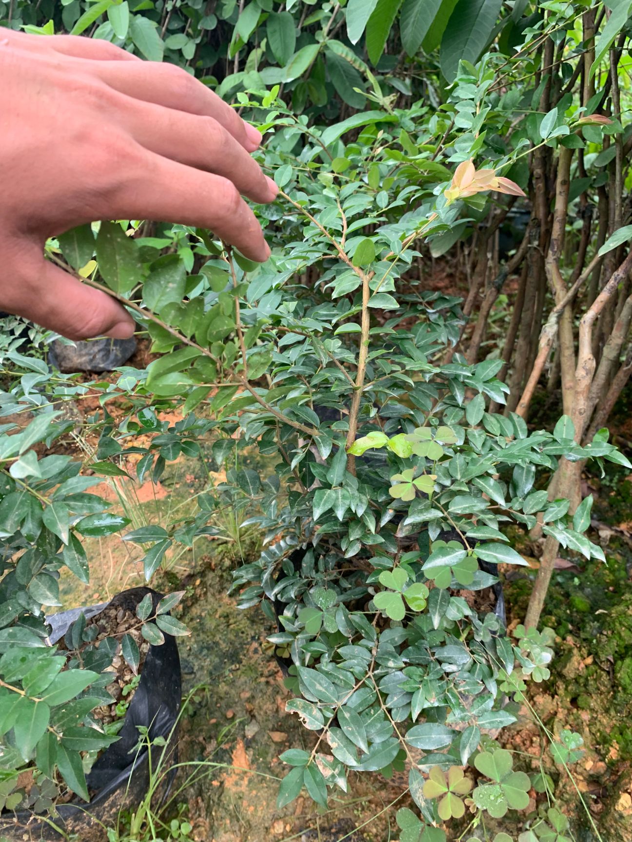 嘉宝果苗 嘉宝果树苗台湾四季早生红妃艾斯卡红猩沙巴福冈树葡萄树苗