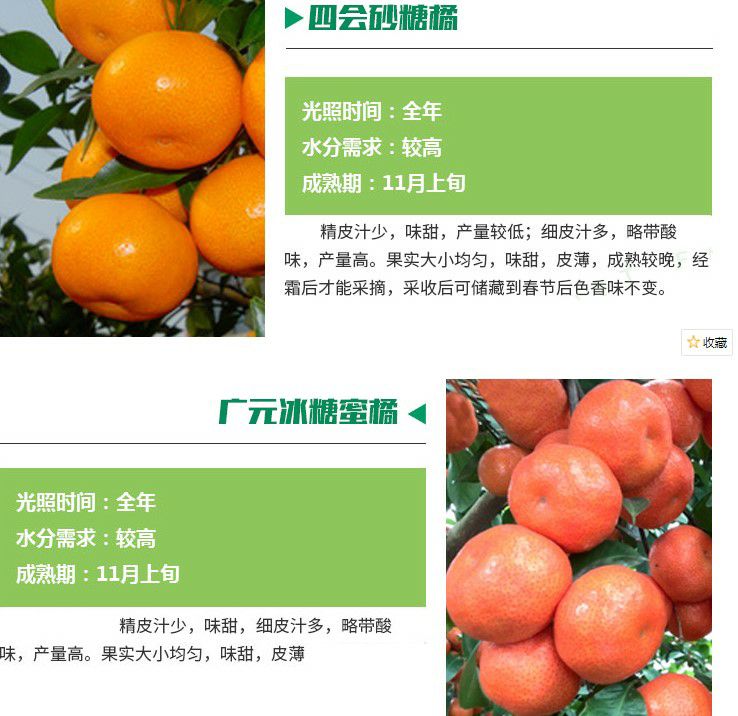 明日见柑橘苗甘平树苗阿斯蜜柑橘嫁接苗果树苗日本新品种