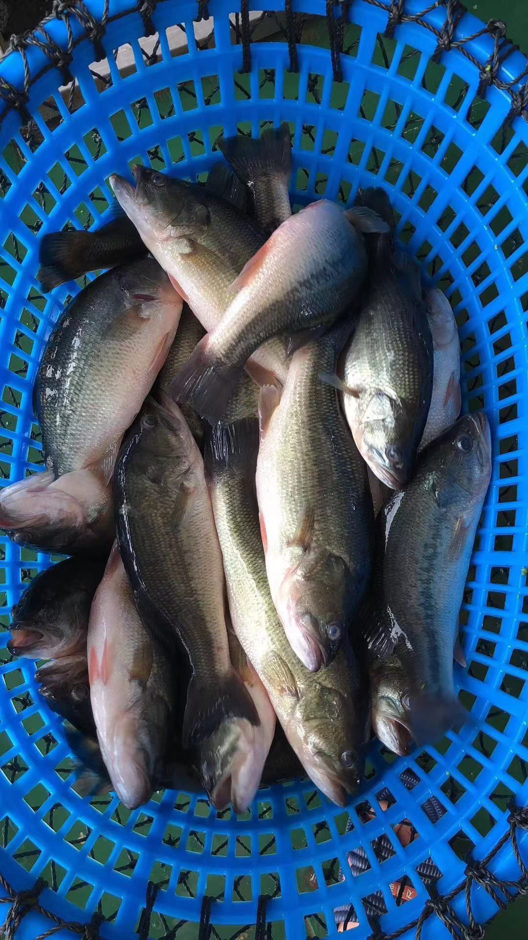 加洲鲈鱼苗 鲈鱼苗 淡水鲈鱼