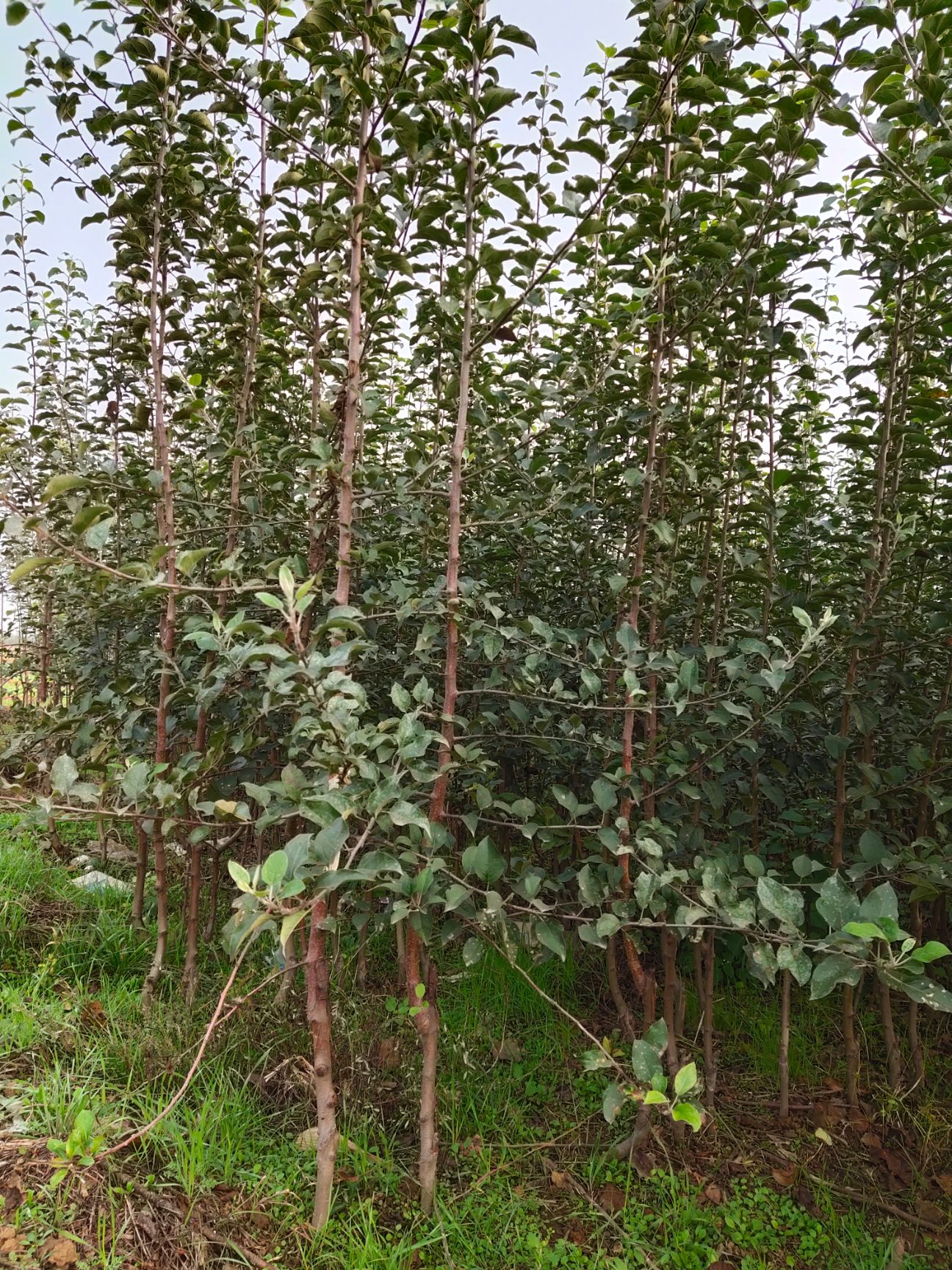 矮化红富士苹果苗 矮化富士苹果苗