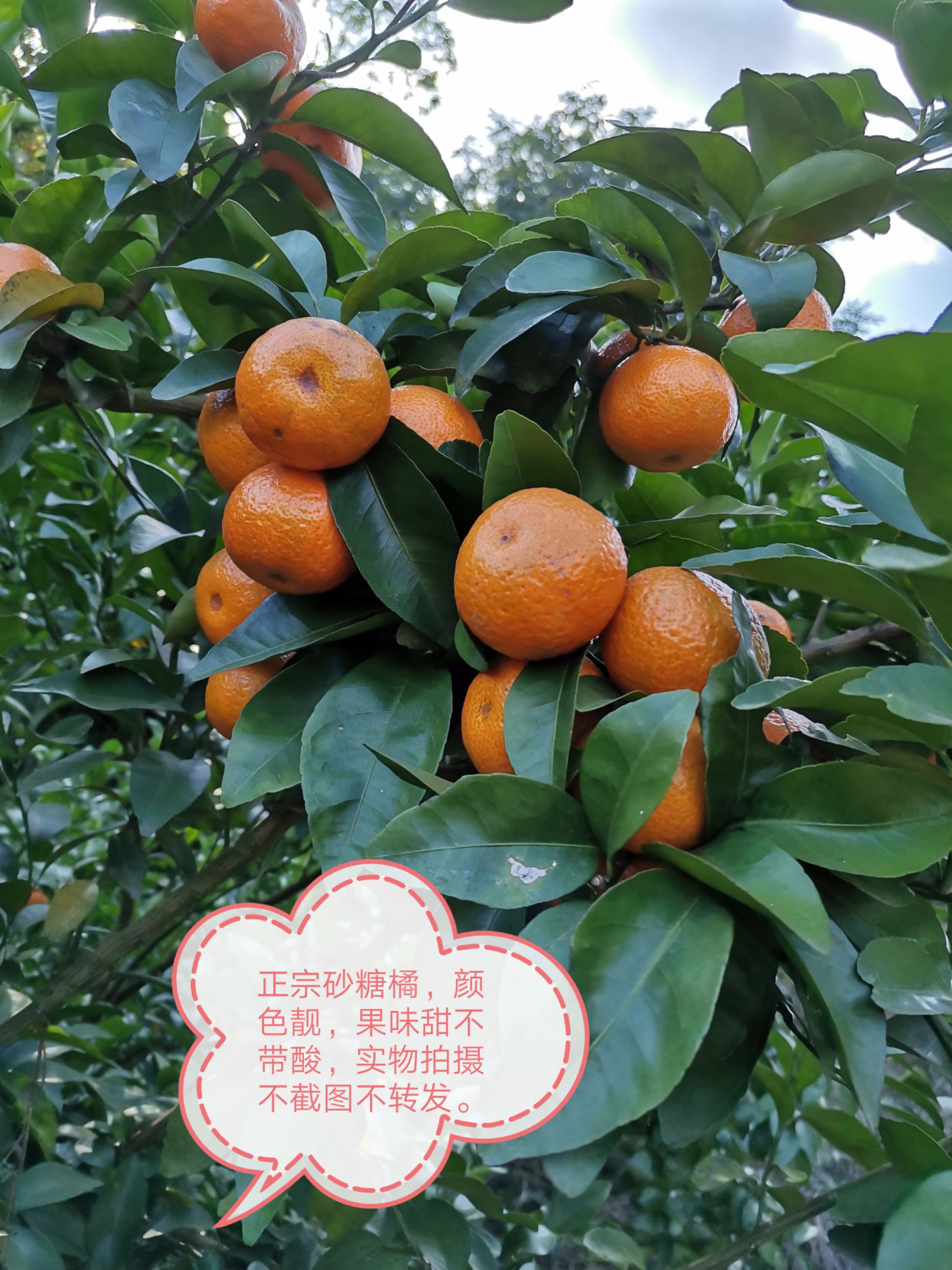 沙糖桔 砂糖桔