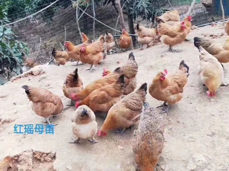 红瑶土鸡