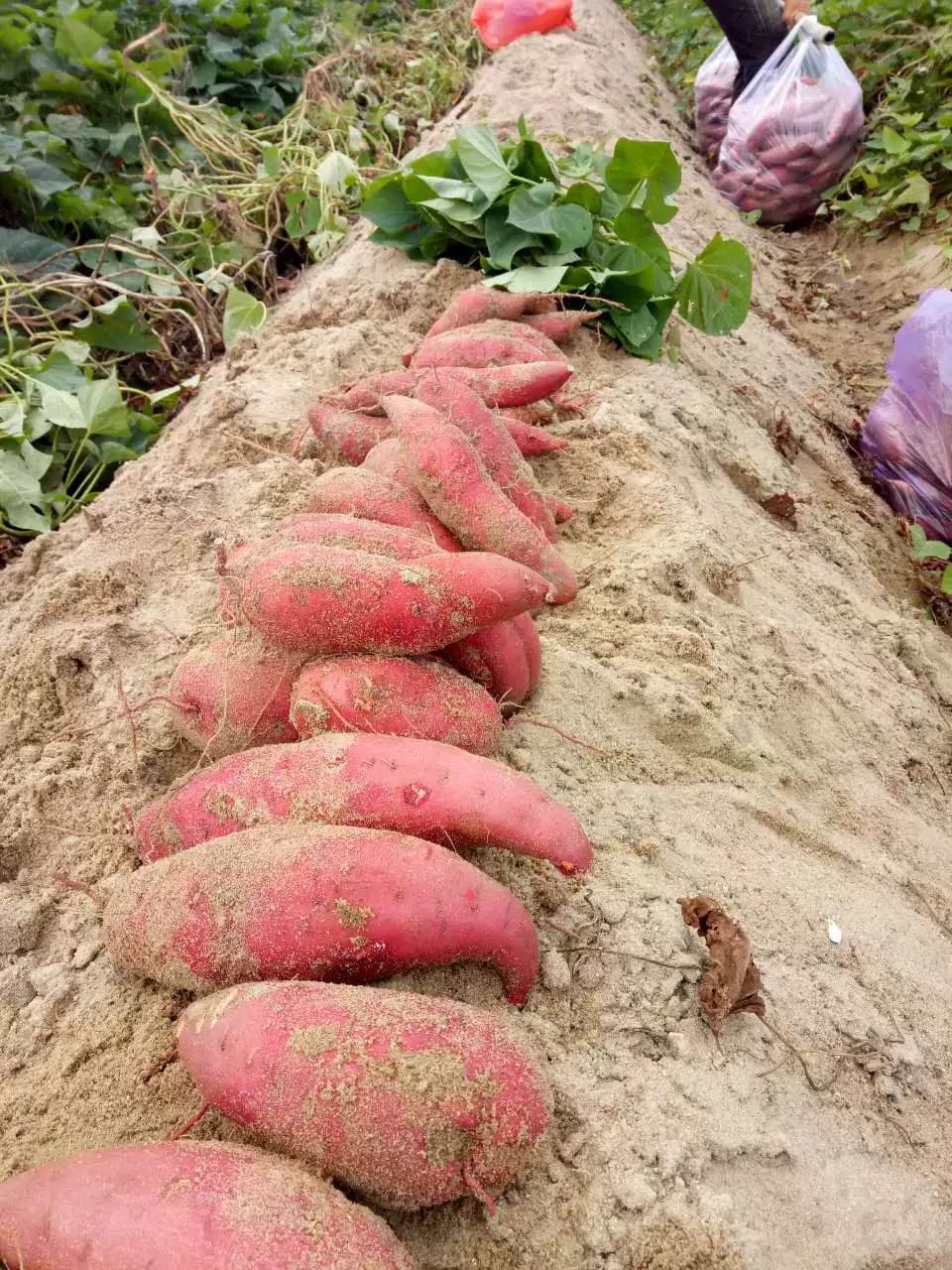 西瓜红红薯苗 福建漳浦六鳌沙地红薯苗
