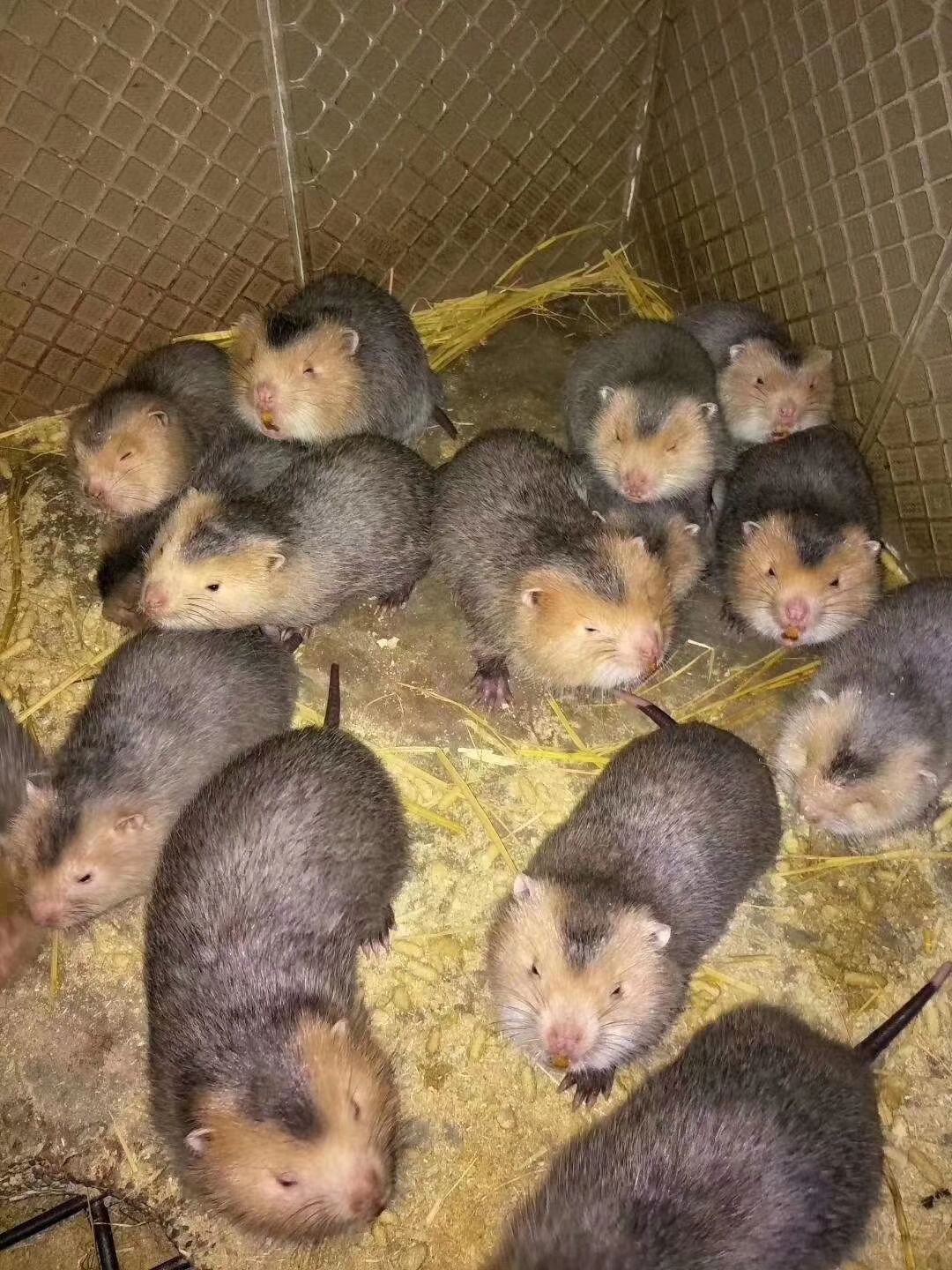 中华鼢鼠 商品竹鼠