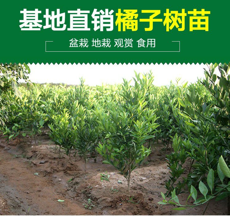 明日见柑橘苗甘平树苗阿斯蜜柑橘嫁接苗果树苗日本新品种