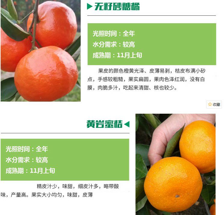 明日见柑橘苗甘平树苗阿斯蜜柑橘嫁接苗果树苗日本新品种
