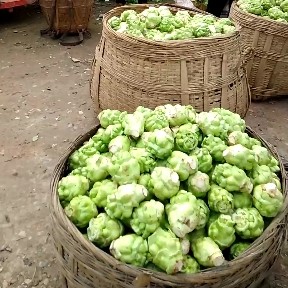 鲜榨菜 榨菜头大量上市