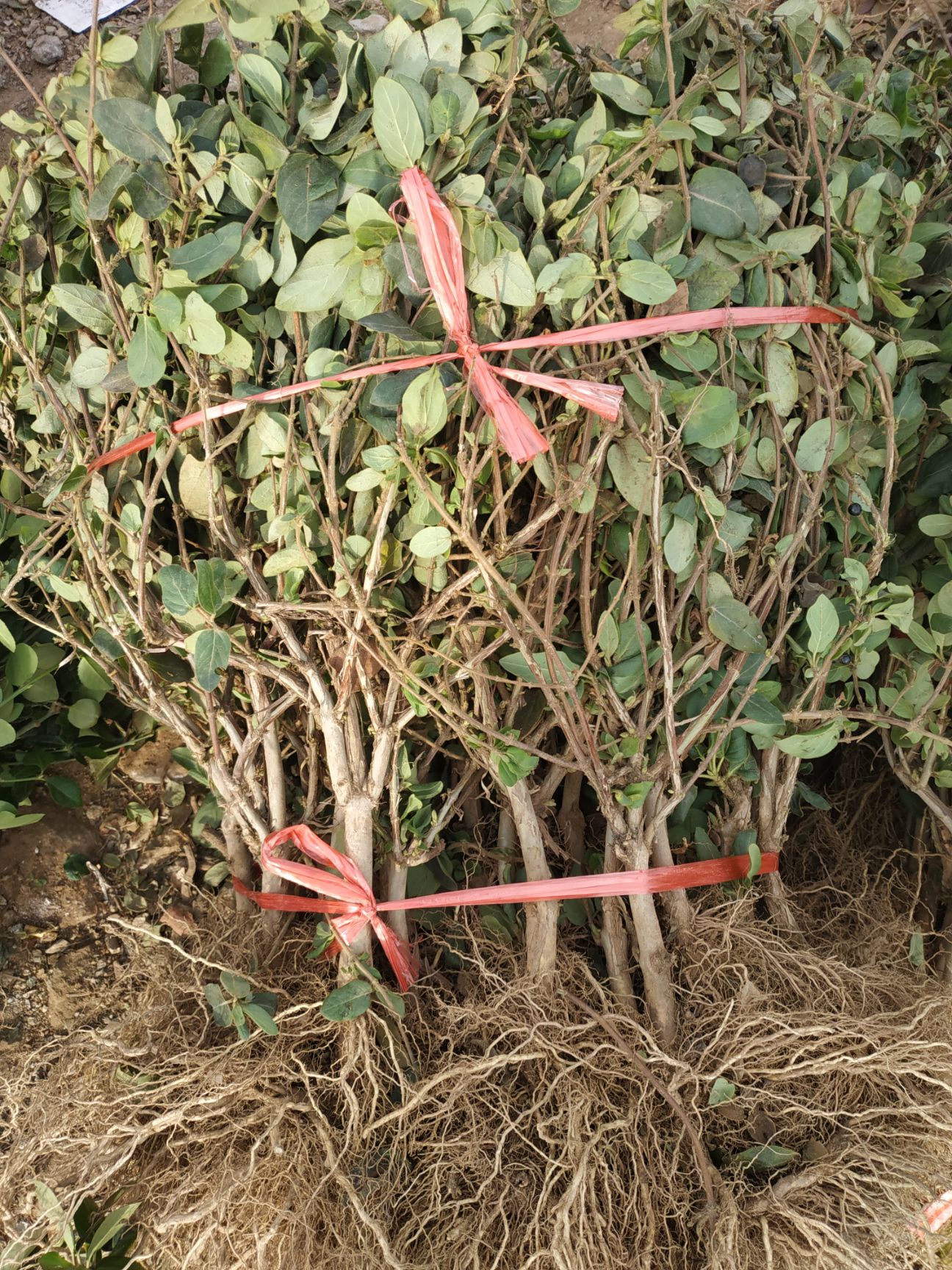 红金银花苗 山东金银花 药用,观赏,绿化 红白色 黄白色 基地直销