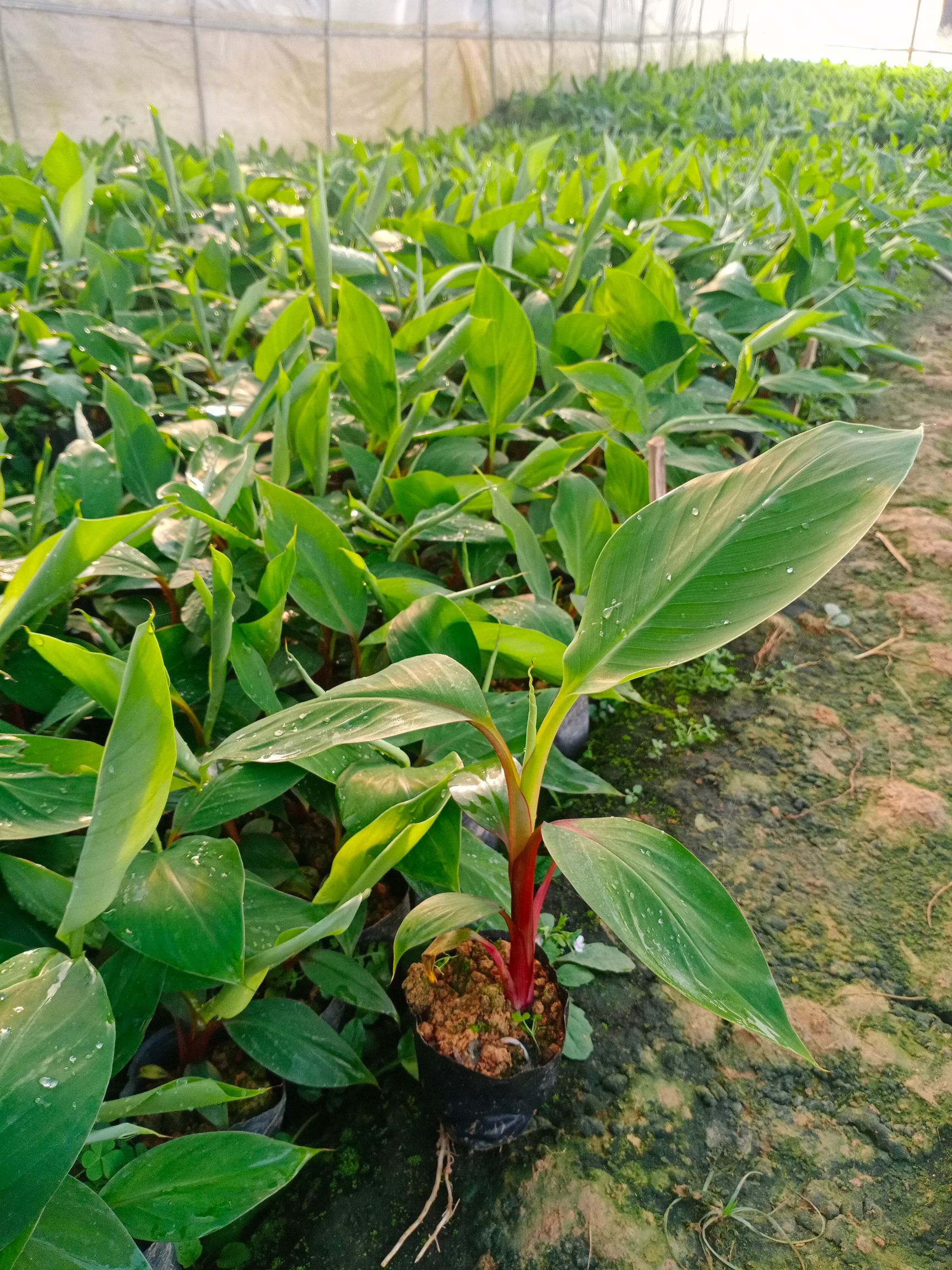 香蕉苗,粉蕉苗,红蕉苗,兼各种果树苗,基地批发,欢迎订购.