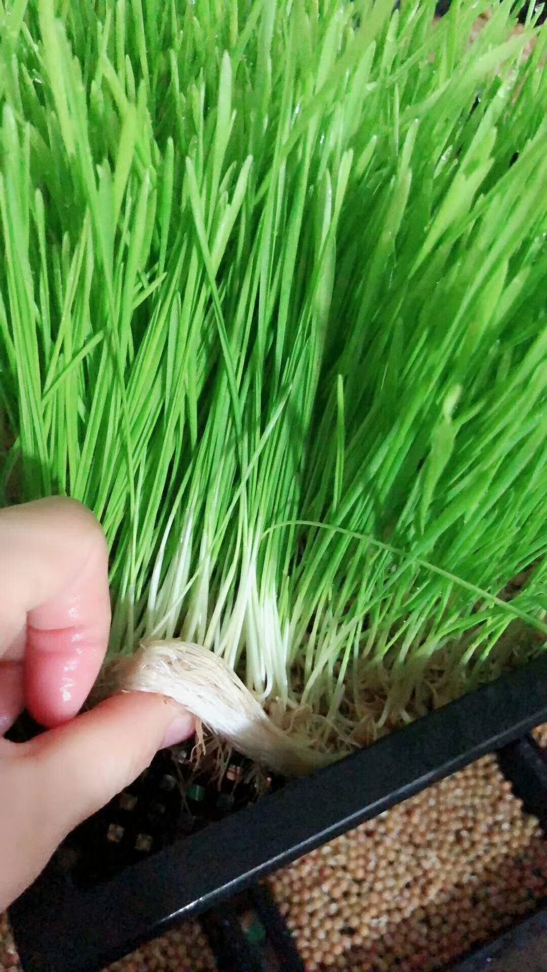 小麦种子 2019年新新小麦,适合水培小麦苗,做面粉