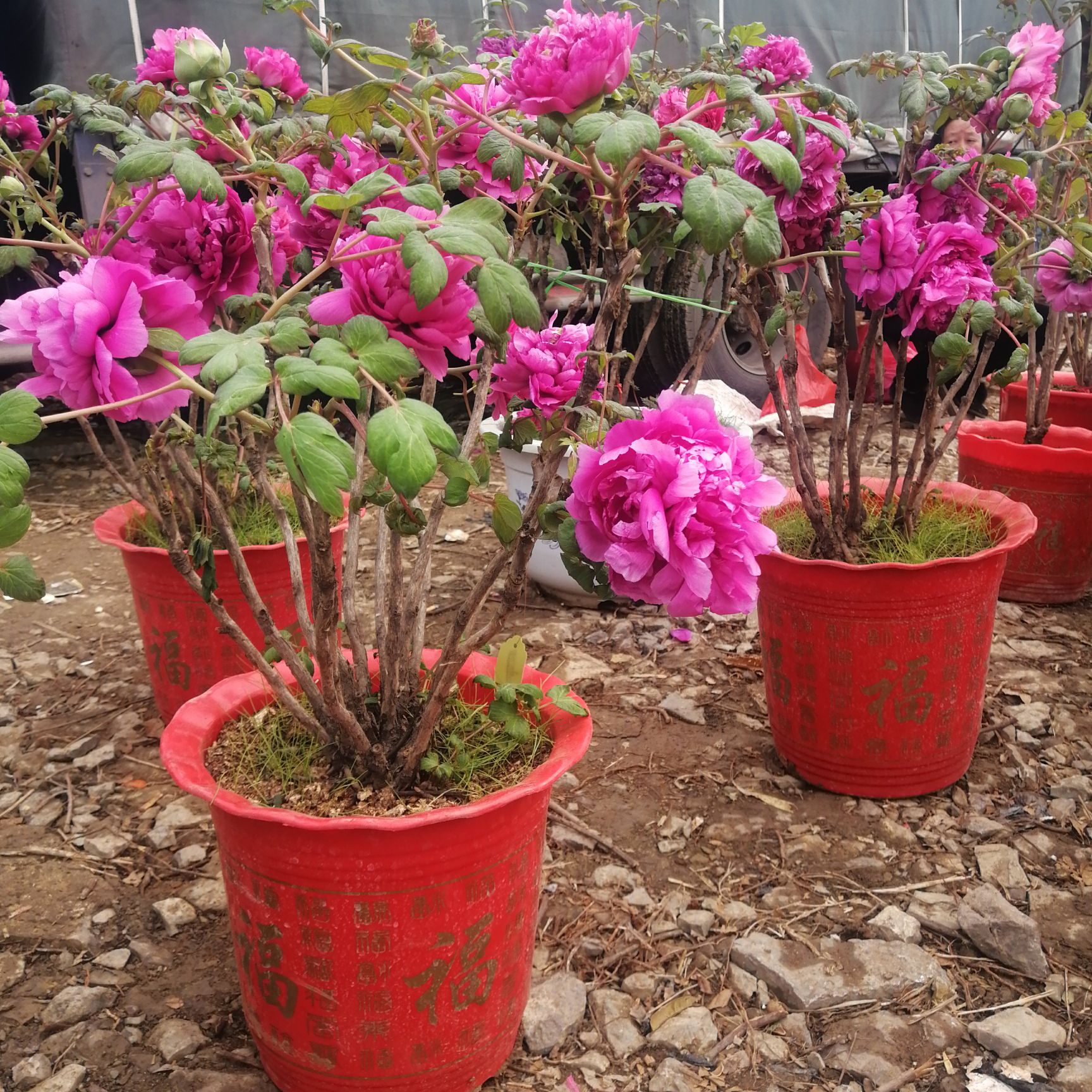 牡丹苗 牡丹花盆栽牡丹花苗当年开花红色花