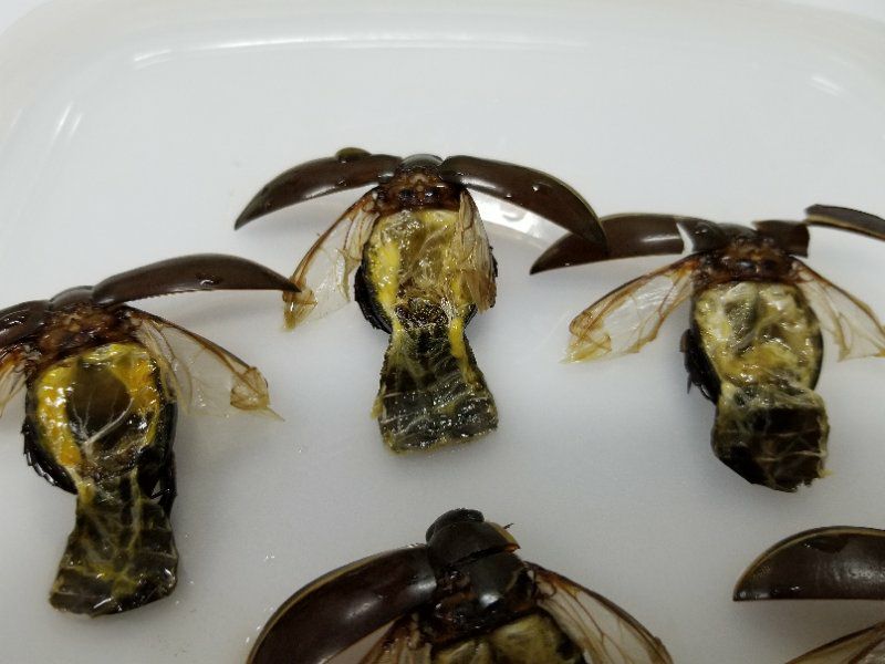 金边龙虱