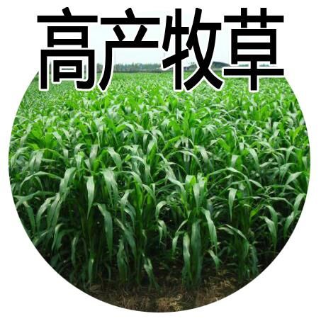 甜高粱种子 牧草种子南北方型大力士甜高粱饲用甜高粱牛羊鱼草籽进口