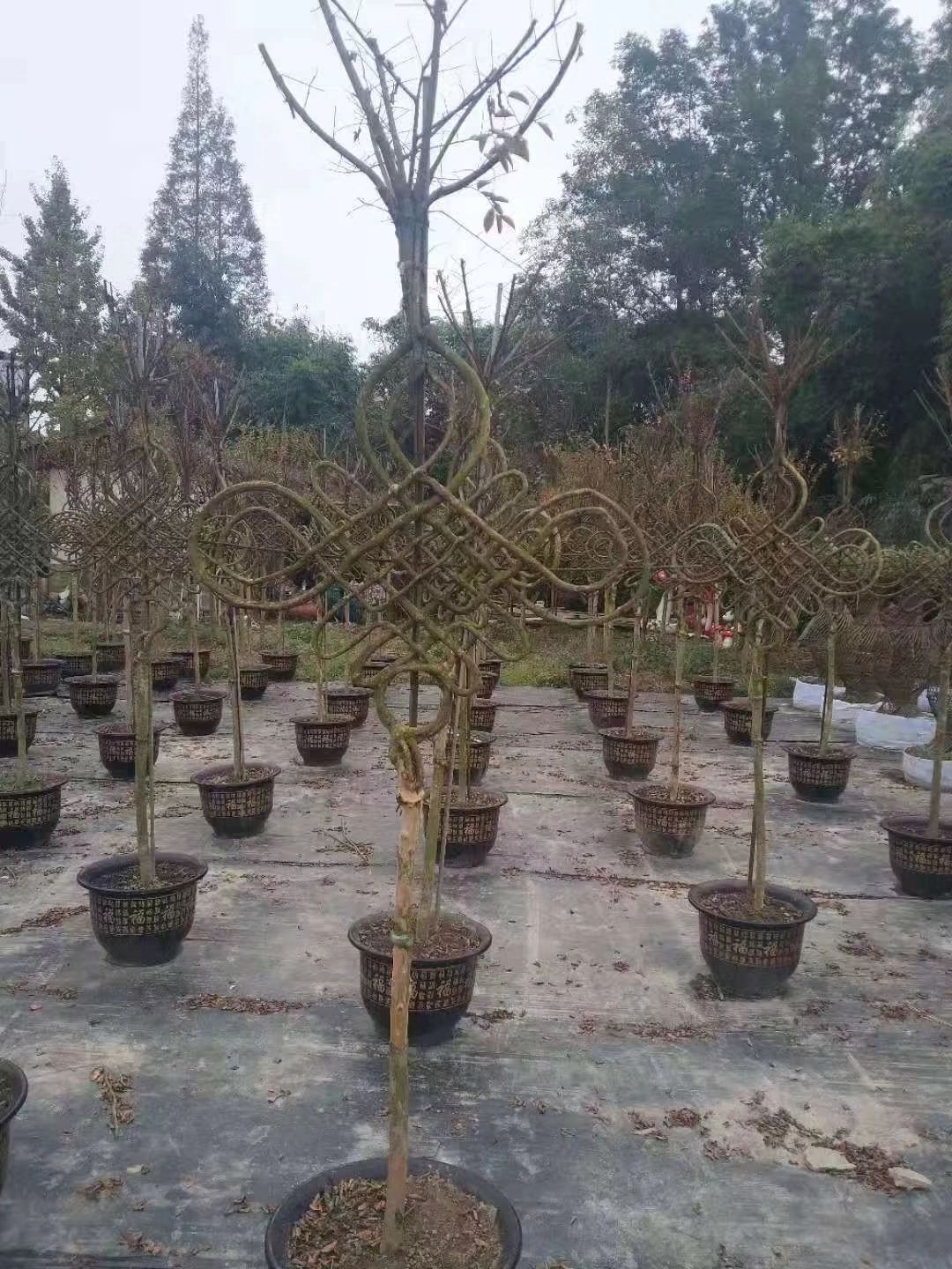 花瓶 新款中国节造型骨架绿植编织教程指导