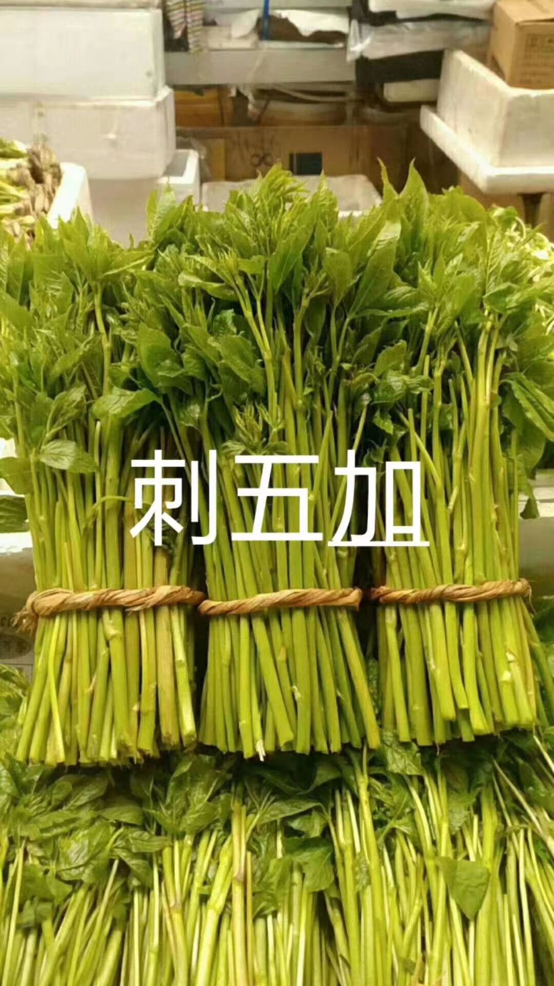 辽宁省丹东市凤城市山野菜 野山菜