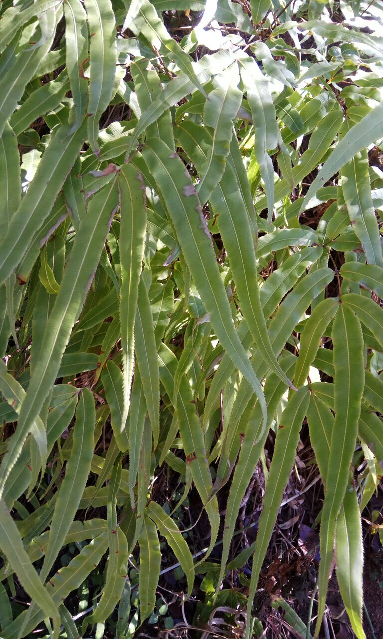 深山凤尾草,湿