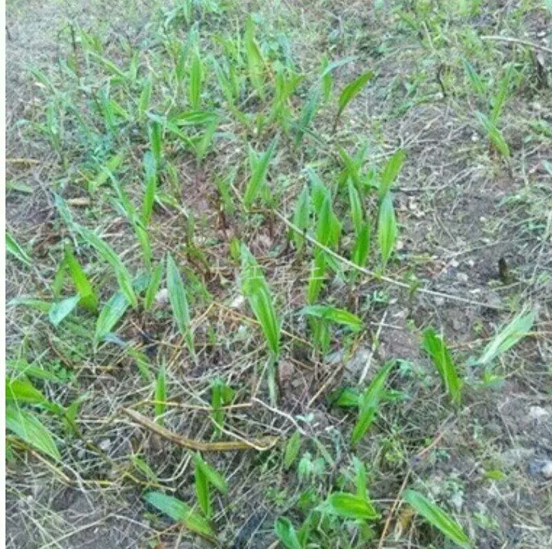 [山慈菇批发] 山慈菇价格158元/斤 - 惠农网