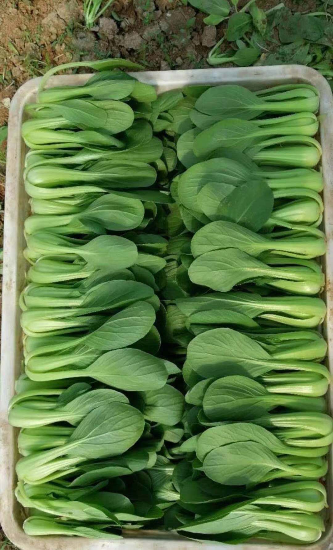 大量长年供应精品油菜上海青小白菜